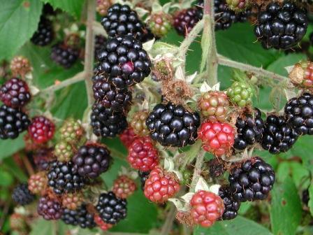 wild_blackberries